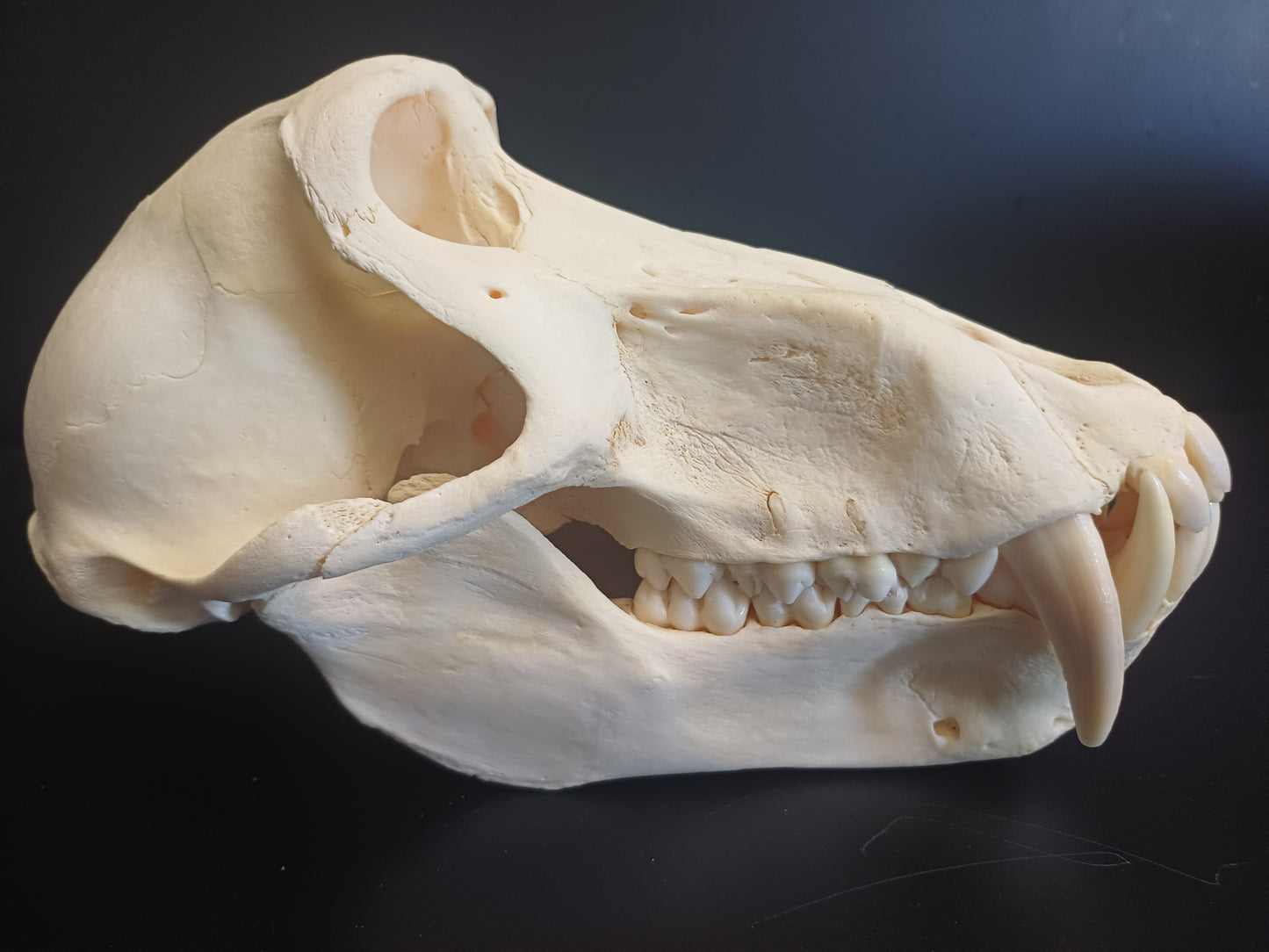 Chachma Baboon skull - male CITES