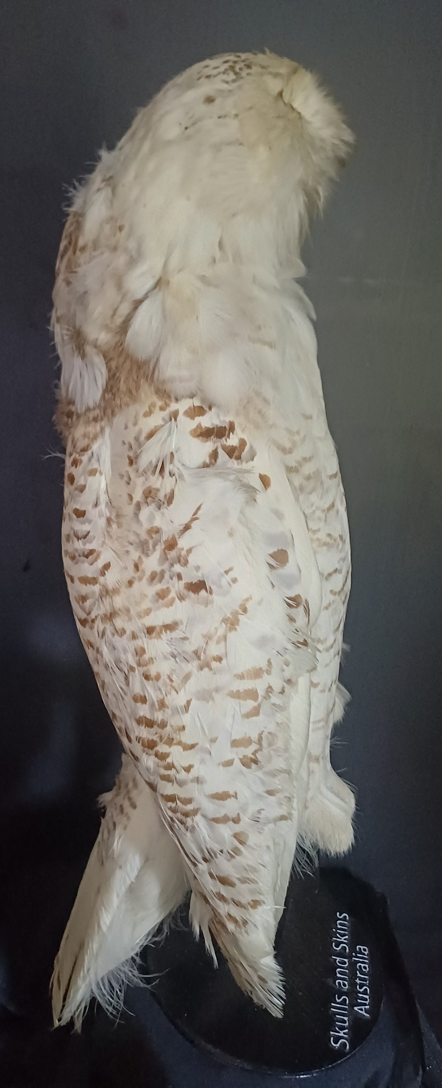 Snowy Owl (CITES)