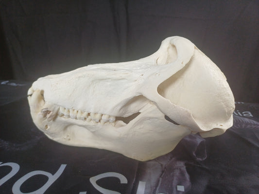 Chachma Baboon skull - male CITES (inc. shipping)