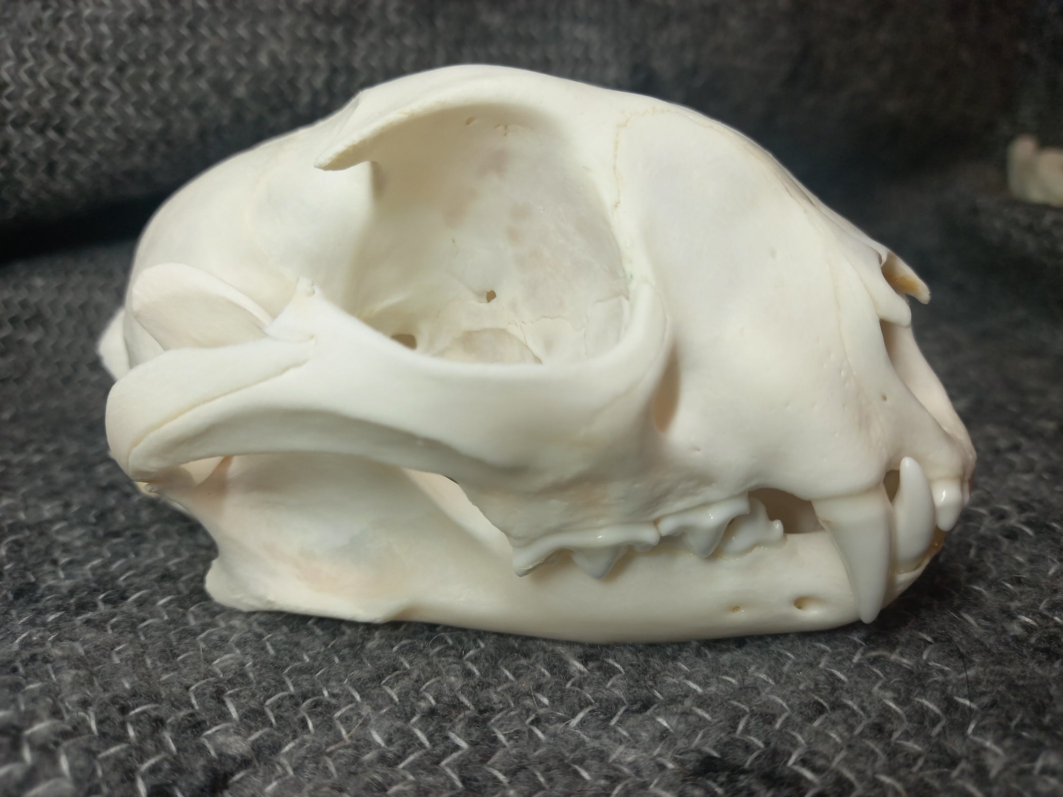 Caracal skull Large – SkullsandSkinsForSale