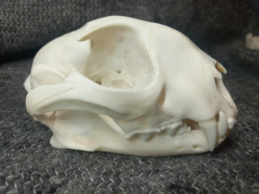 Caracal skull Large