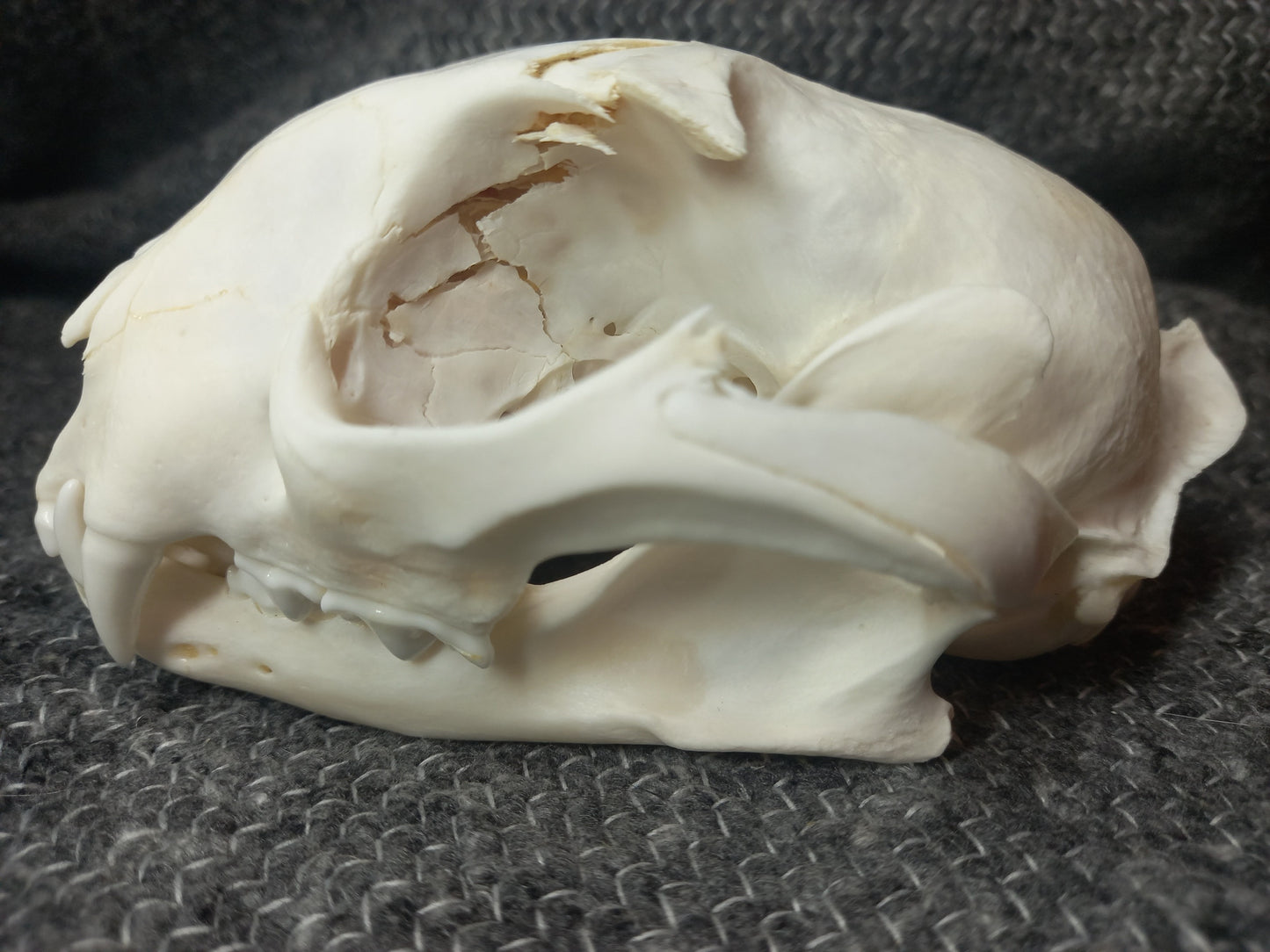 Caracal skull Large