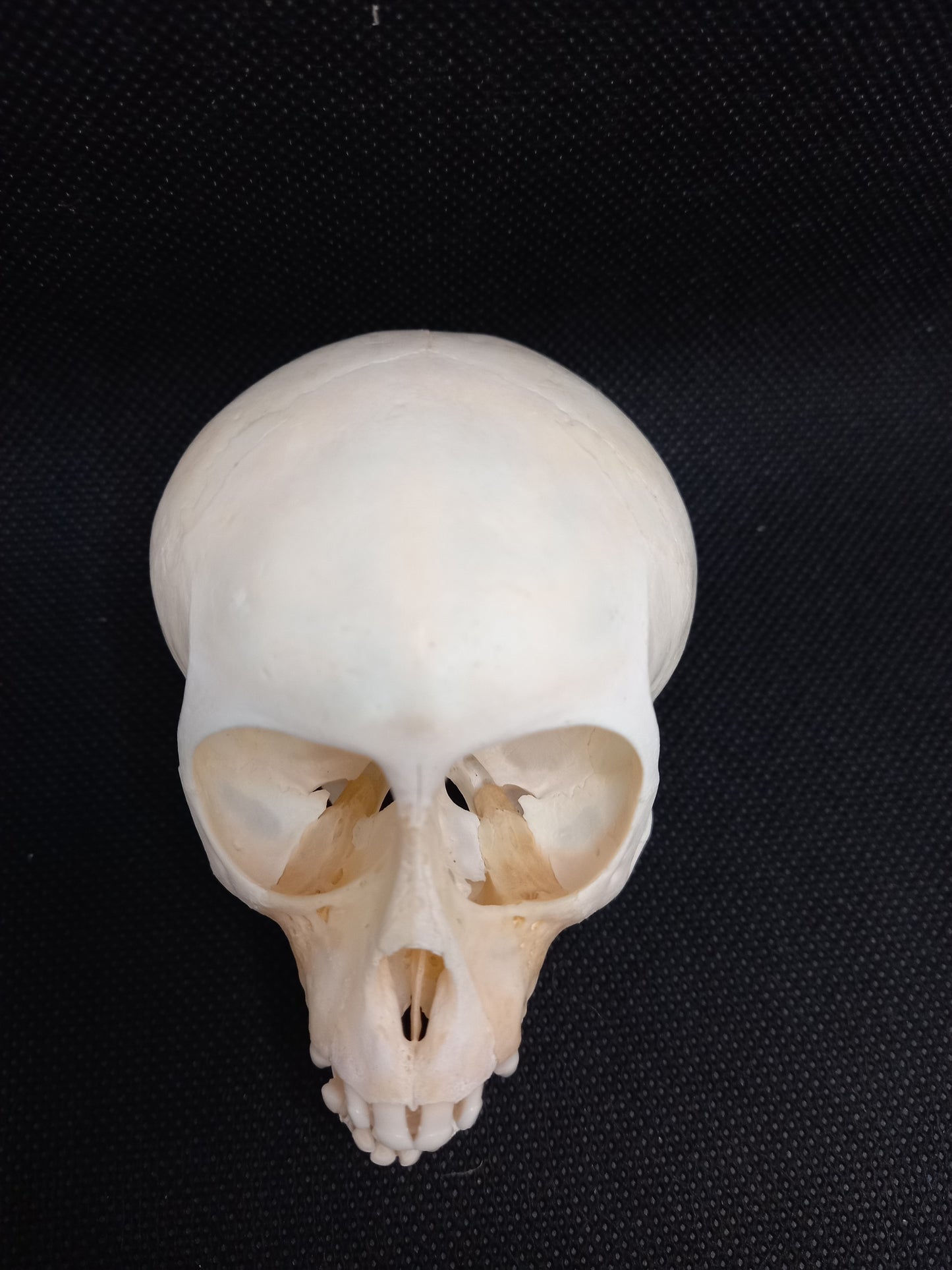 Vervet Monkey Skull - Juvenile Female