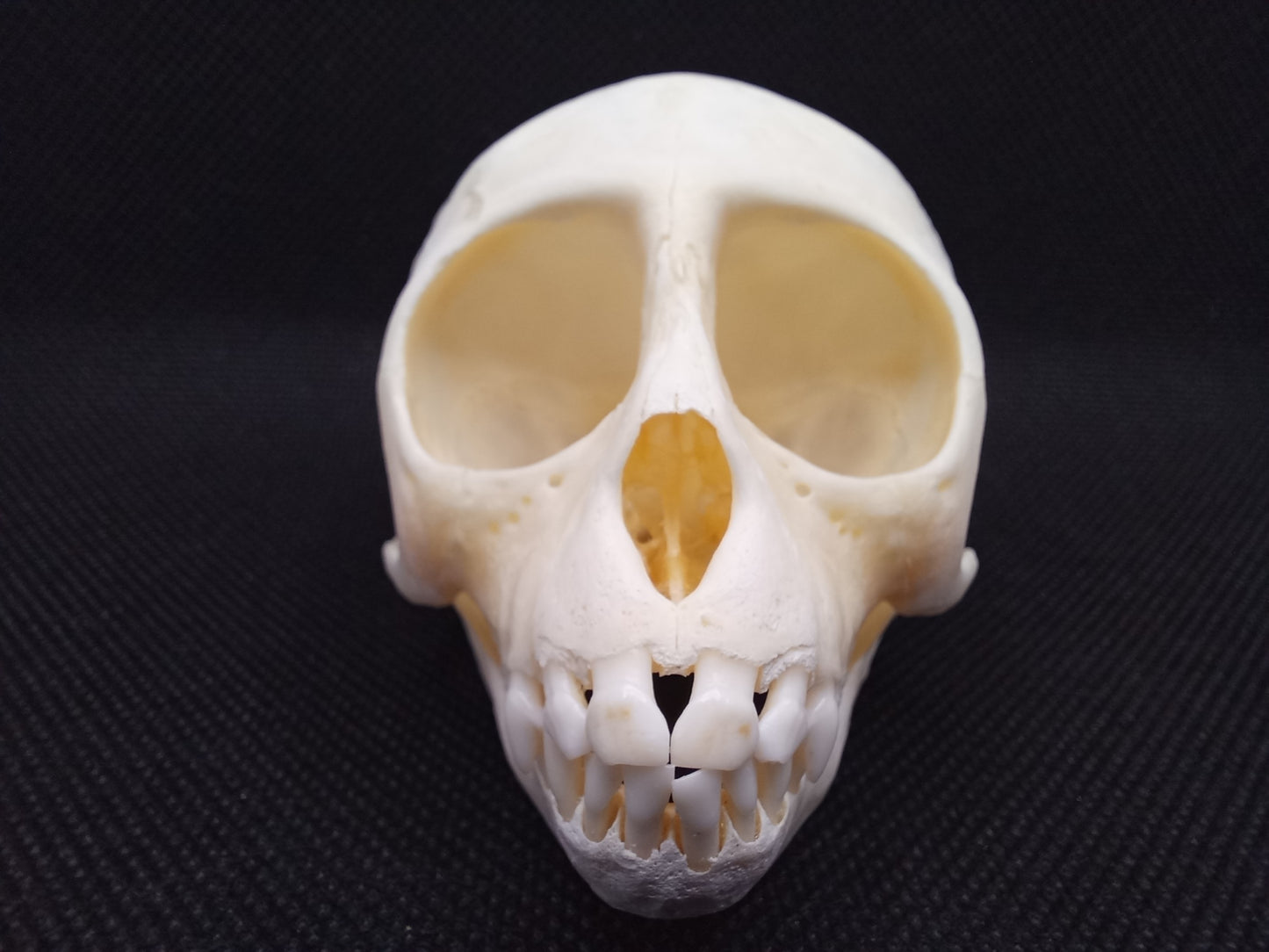 Vervet Monkey Skull - Juvenile Female
