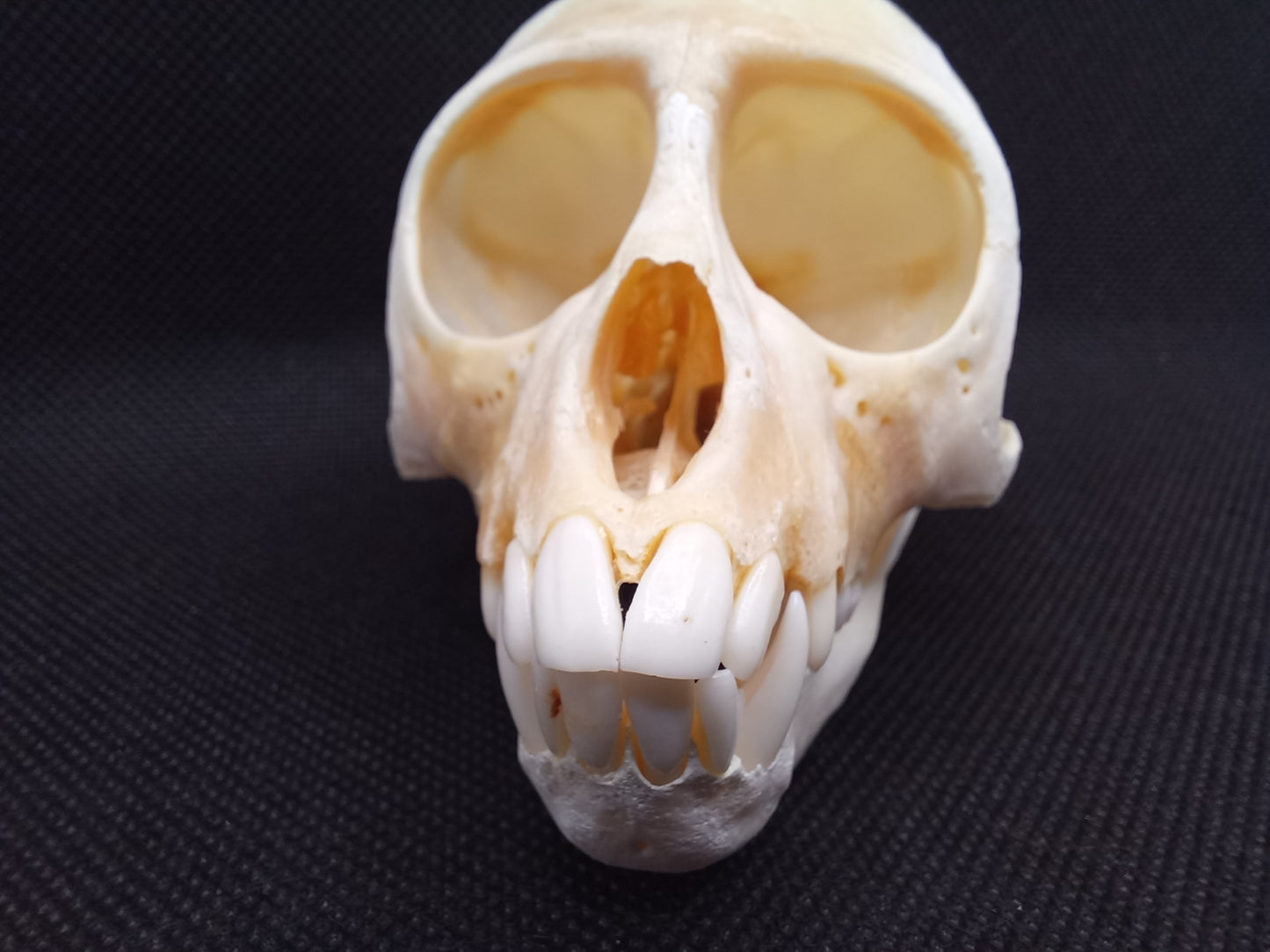 Vervet Monkey Skull - Female
