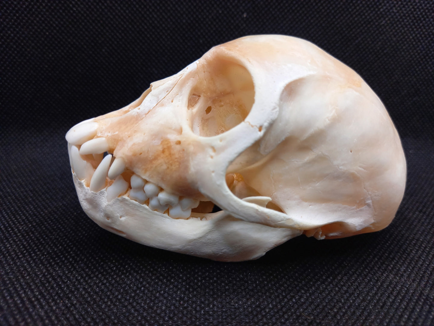 Vervet Monkey Skull - Female