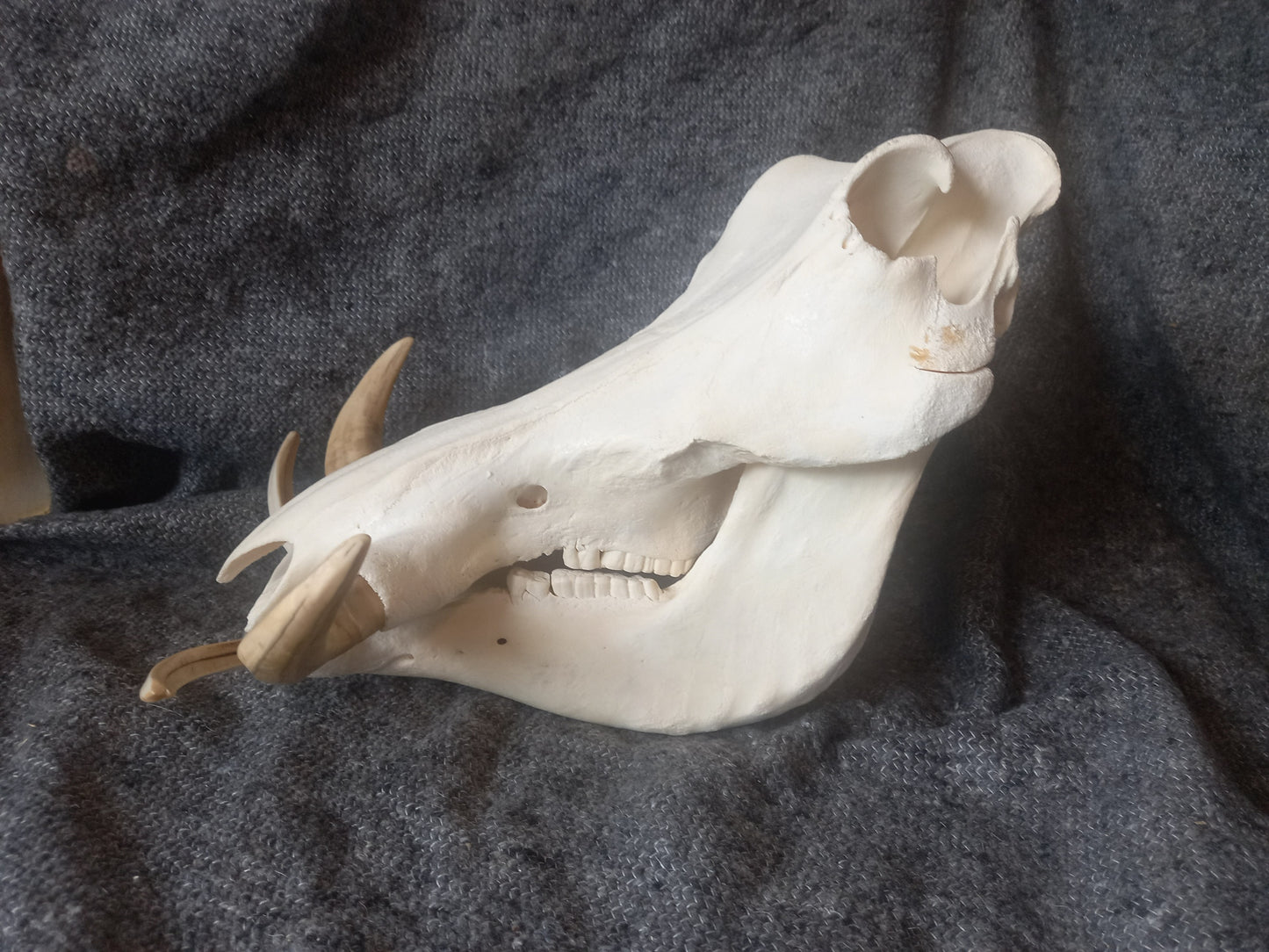 Warthog skull XL *inc. shipping*