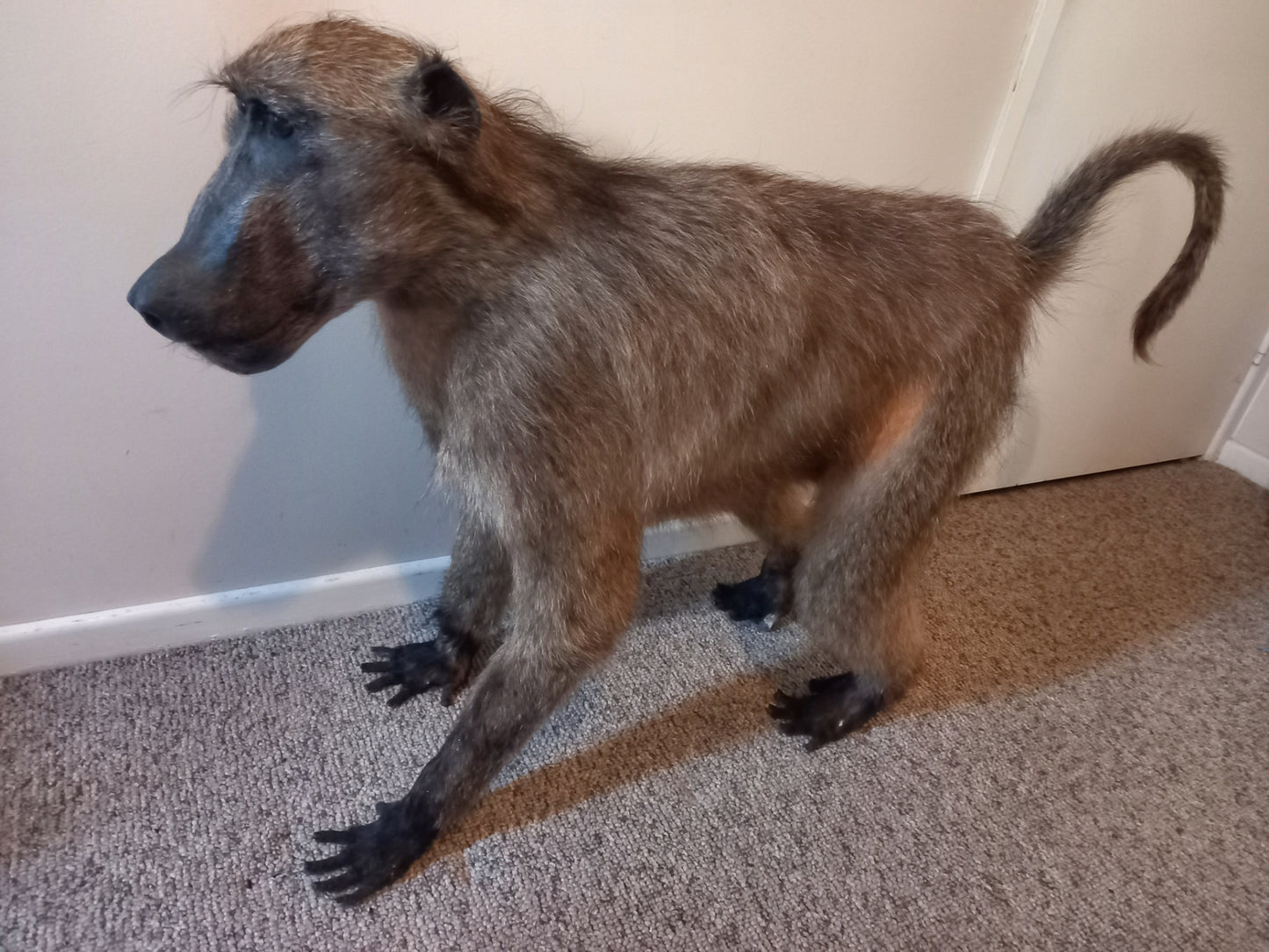 Taxidermy Baboon - Full Mount - CITES