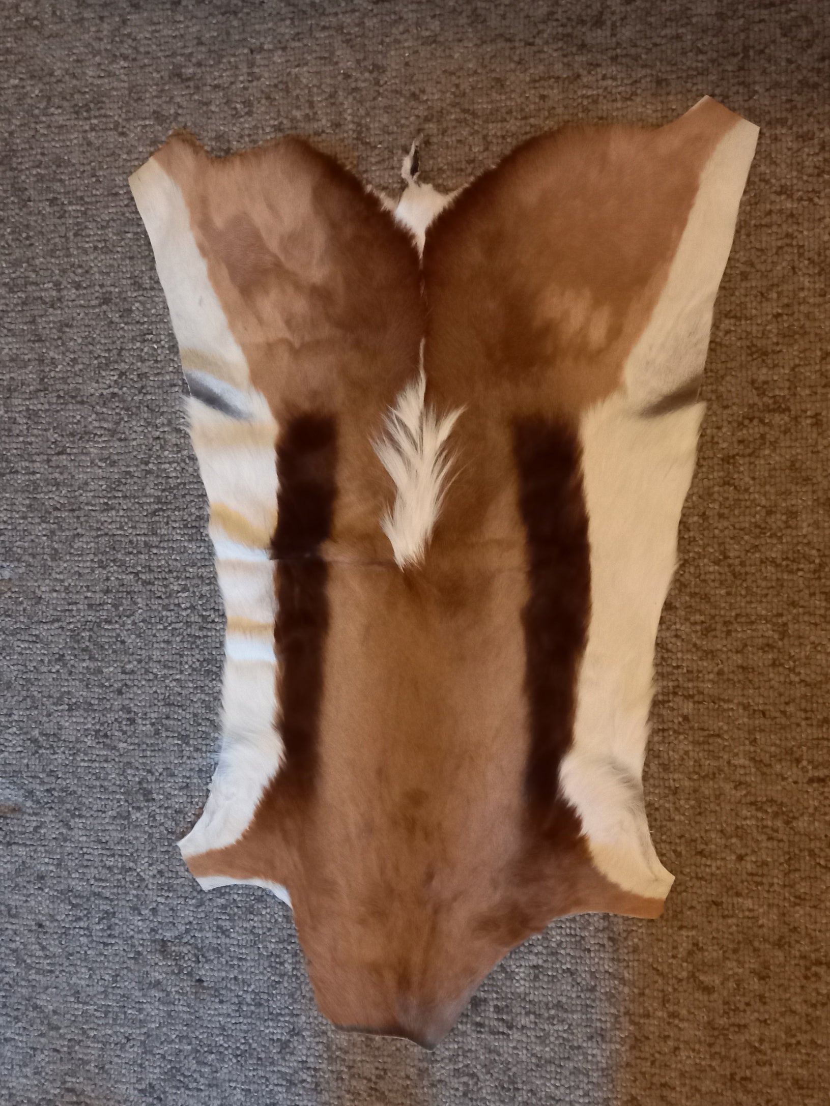 Springbok Hideaway Springbok hide – SkullsandSkinsForSale