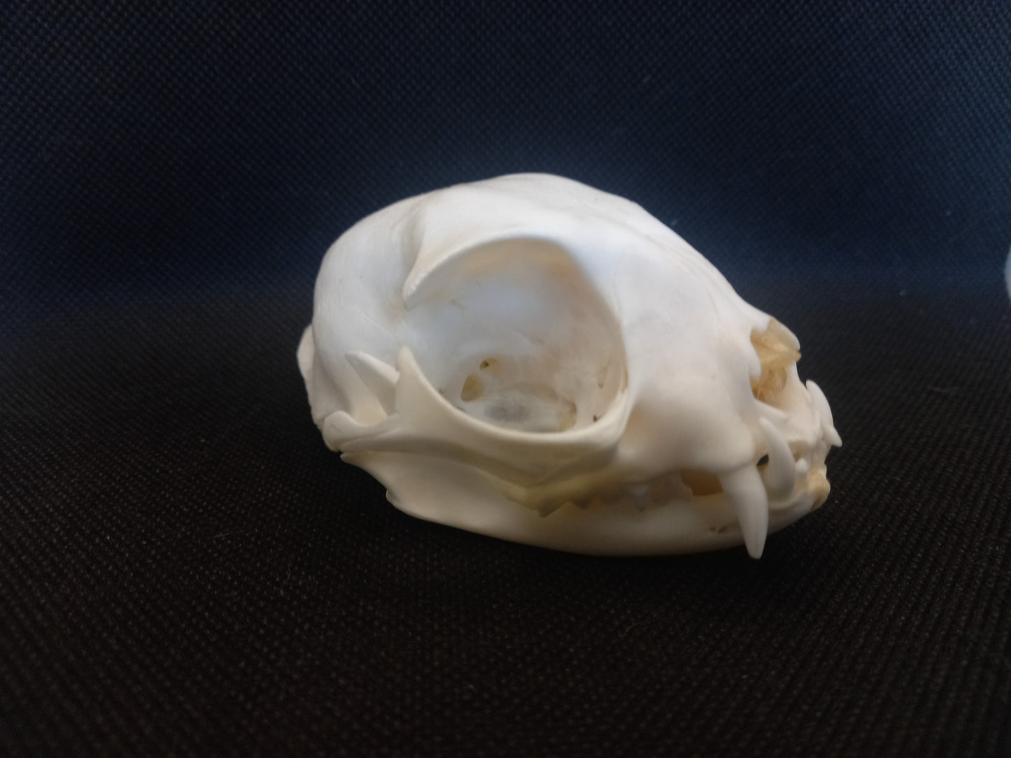 Feral Cat Skull