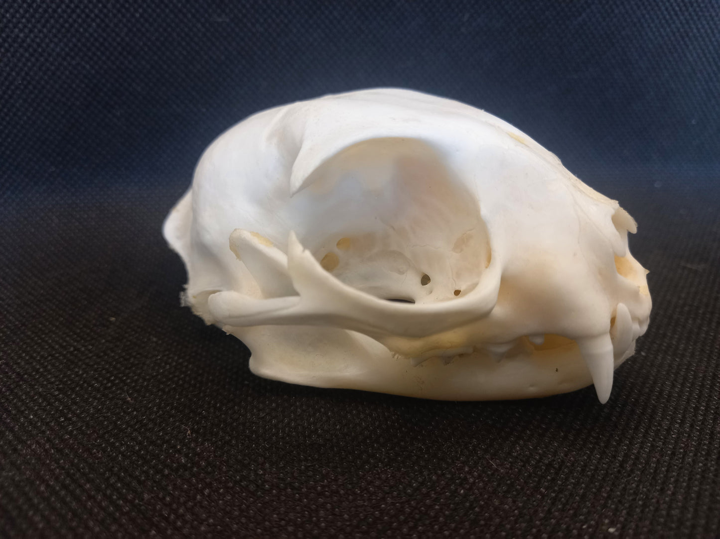 Feral Cat Skull