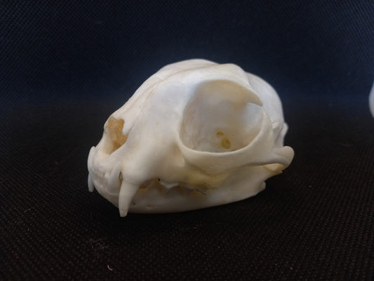 Feral Cat Skull (B Grade)