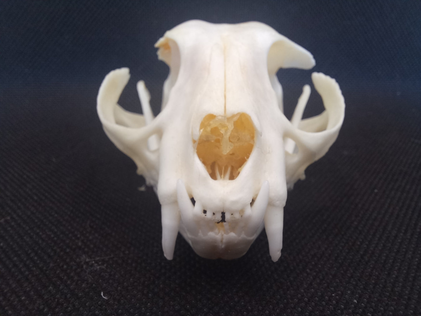 Feral Cat Skull (B Grade)