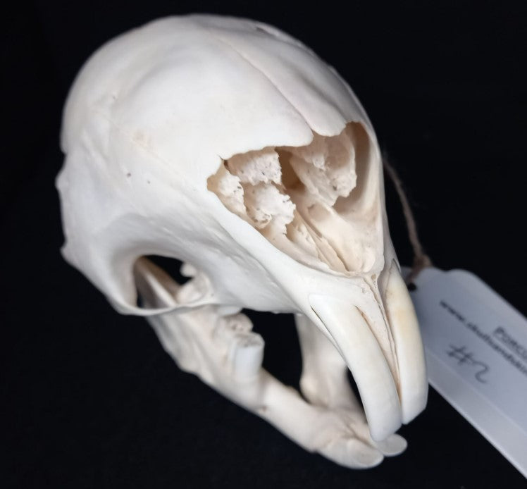 African Porcupine Skull