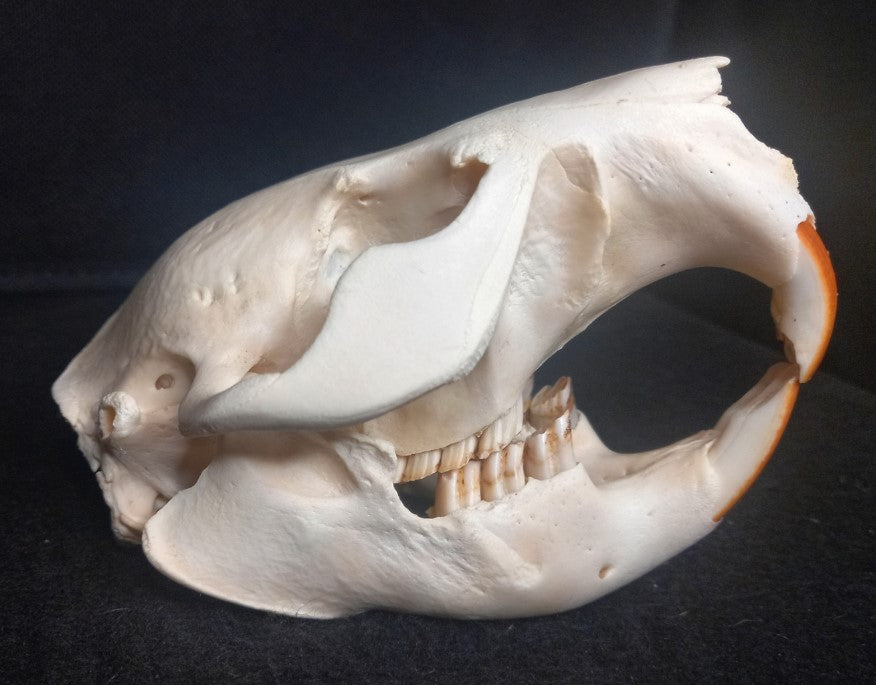 Beaver Skull (Medium)