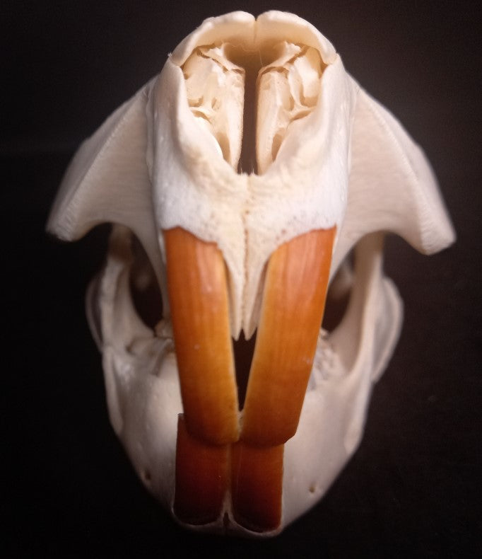 Beaver Skull (Medium)
