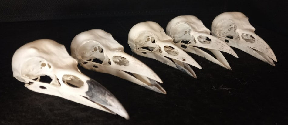 Craft Grade English Carrion Crow Skull