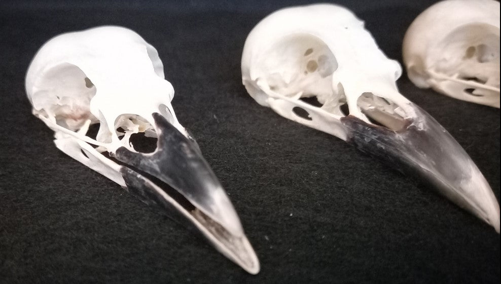 Eurasian Magpie Skull (black beak)