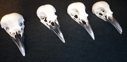 Eurasian Magpie Skull (black beak)