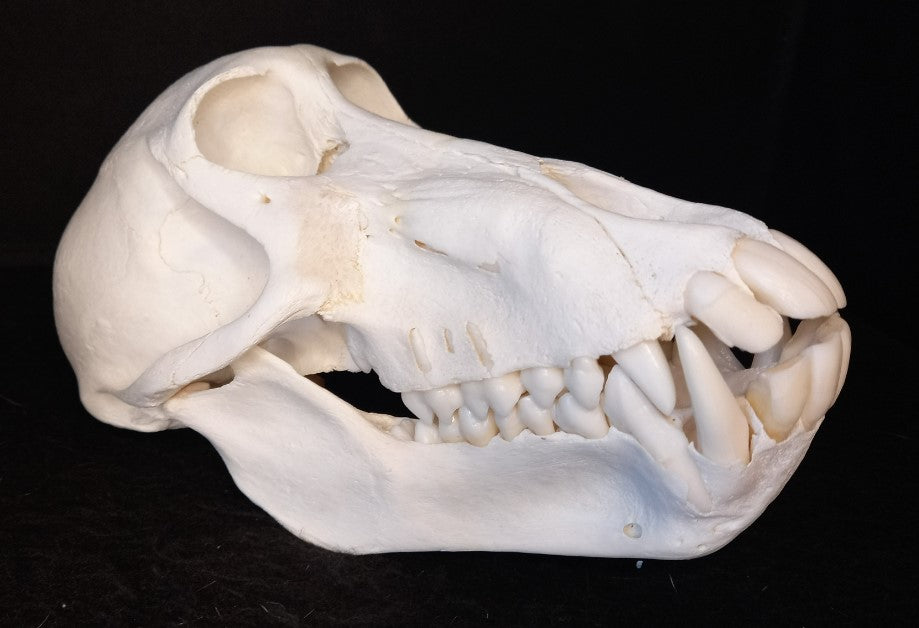 Chachma Baboon skull - female CITES (inc. shipping)