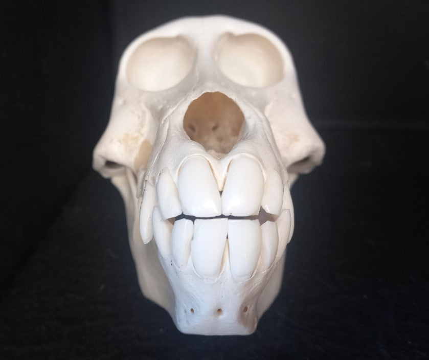 Chachma Baboon skull - female CITES (inc. shipping)