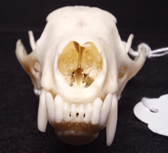 Fisher Skull (Female)