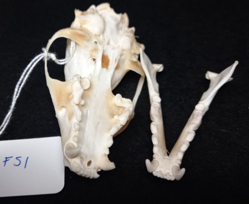 Fisher Skull (Female)