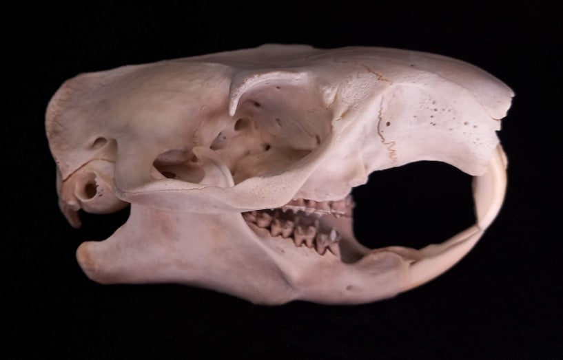 Groundhog Skull