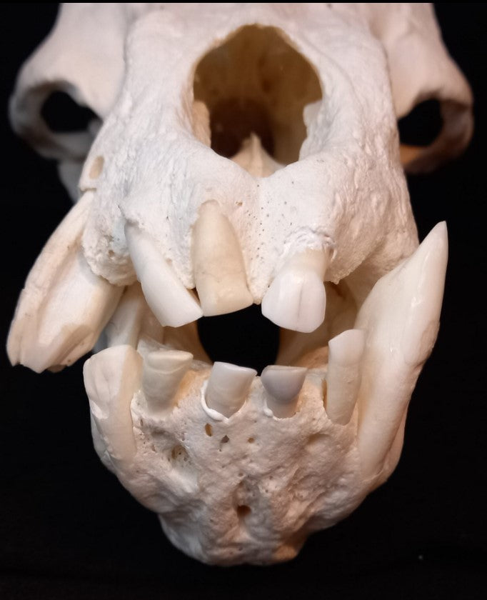 Chachma Baboon skull - male CITES (inc. shipping)
