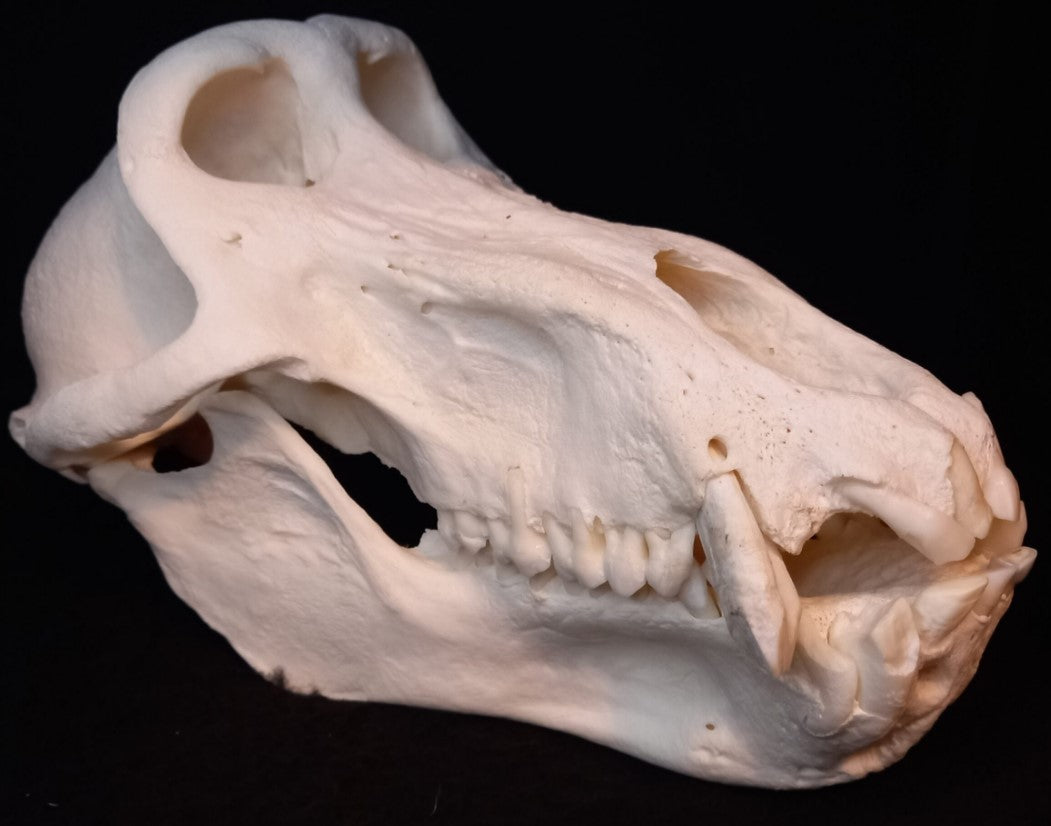 Chachma Baboon skull - male CITES (inc. shipping)