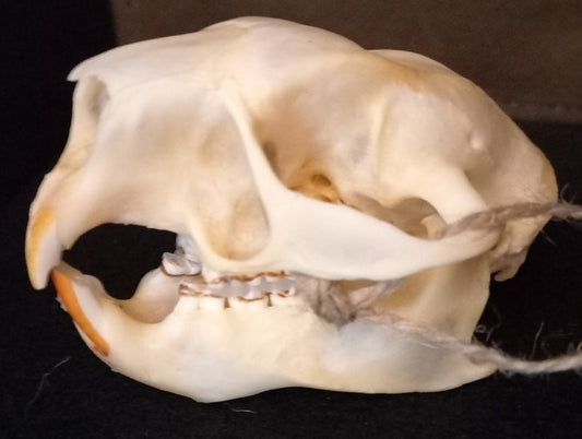 American Porcupine Skull (Large)