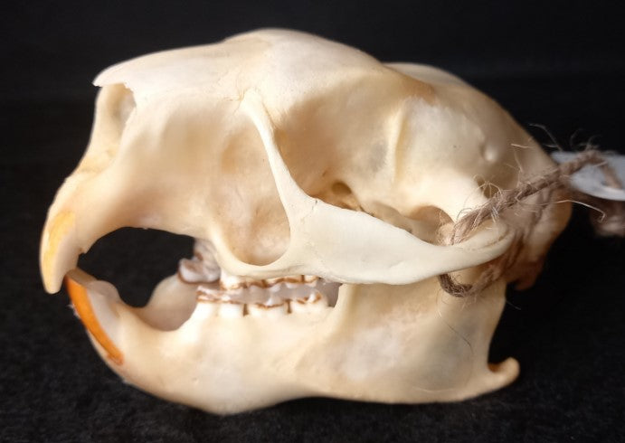 American Porcupine Skull