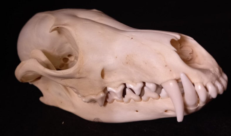 Canadian Red Fox Skull