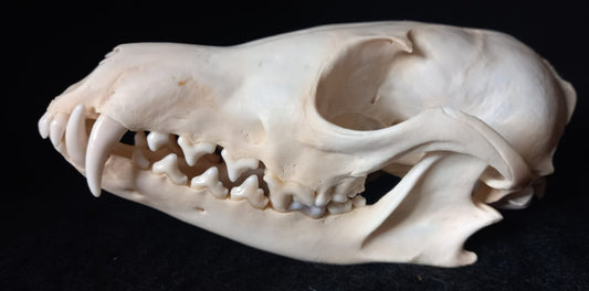 Canadian Red Fox Skull