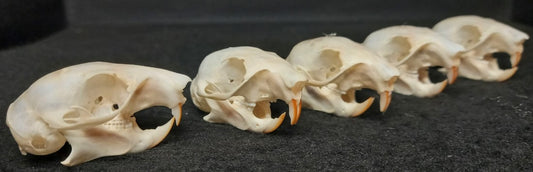 Canadian Red Squirrel Skull
