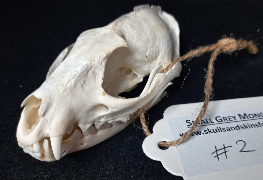 Cape Grey Mongoose Skull – SkullsandSkinsForSale