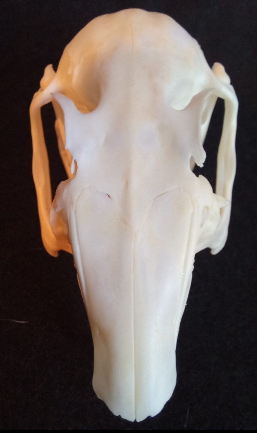 Snowshoe Hare Skull