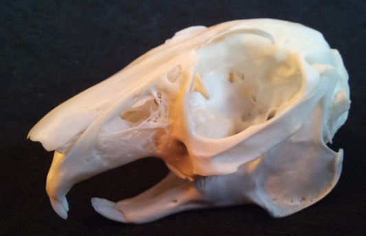 Snowshoe Hare Skull