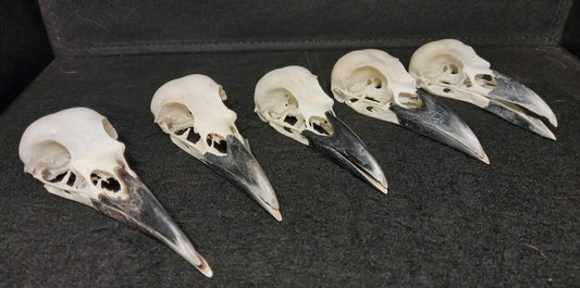 English Carrion Crow Skull (black beak)